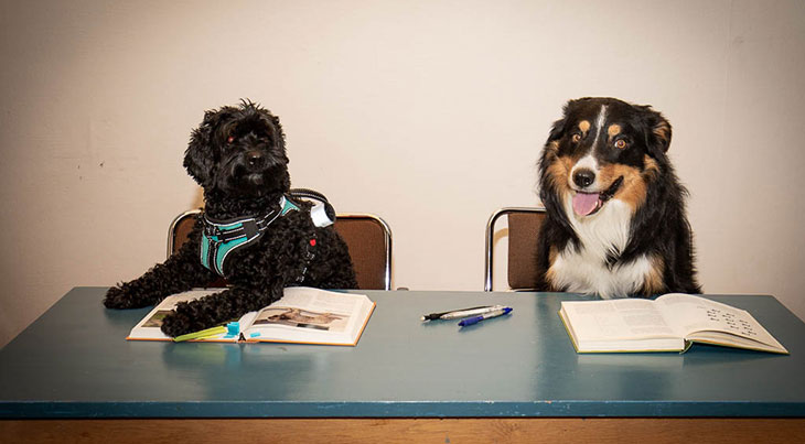 02 Rikstens hundsportcenter 2019