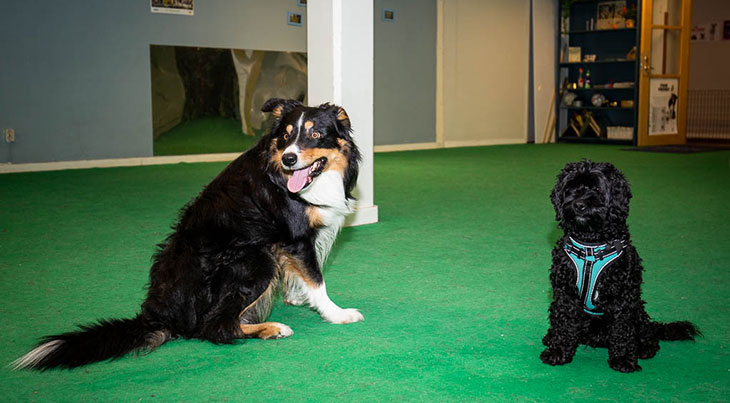 04 Rikstens hundsportcenter 2019