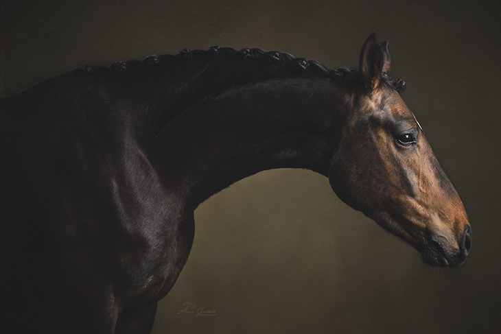 Hästporträtt av fotograf anna Jarlhäll